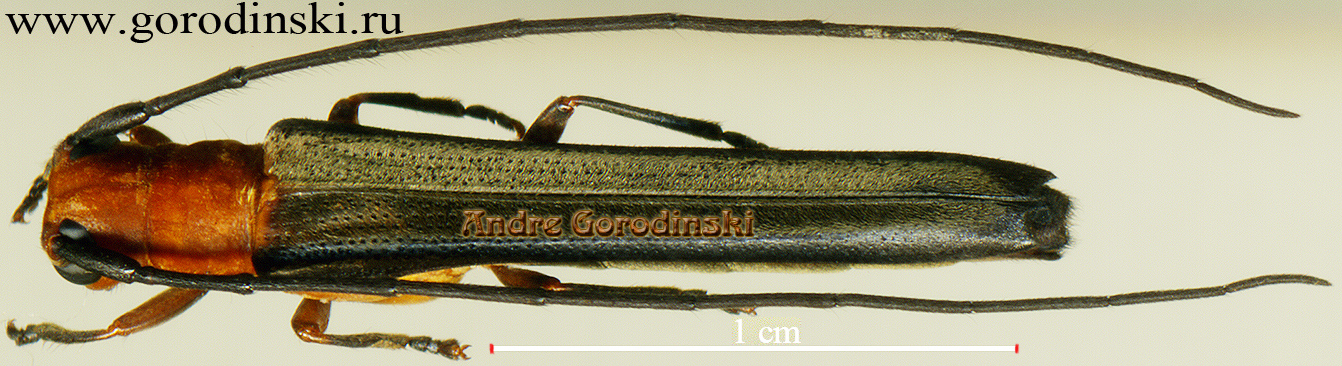http://www.gorodinski.ru/cerambyx/Oberea sp.9.jpg